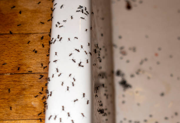 Best Commercial Pest Control Services  in Cridersville, OH