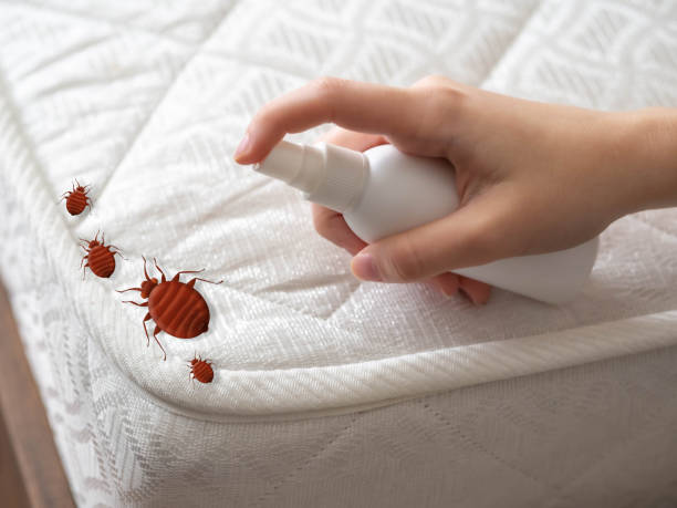 Best Flea Control Services  in Cridersville, OH