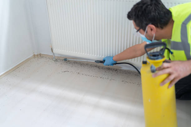 Wasp Removal Services in Cridersville, OH